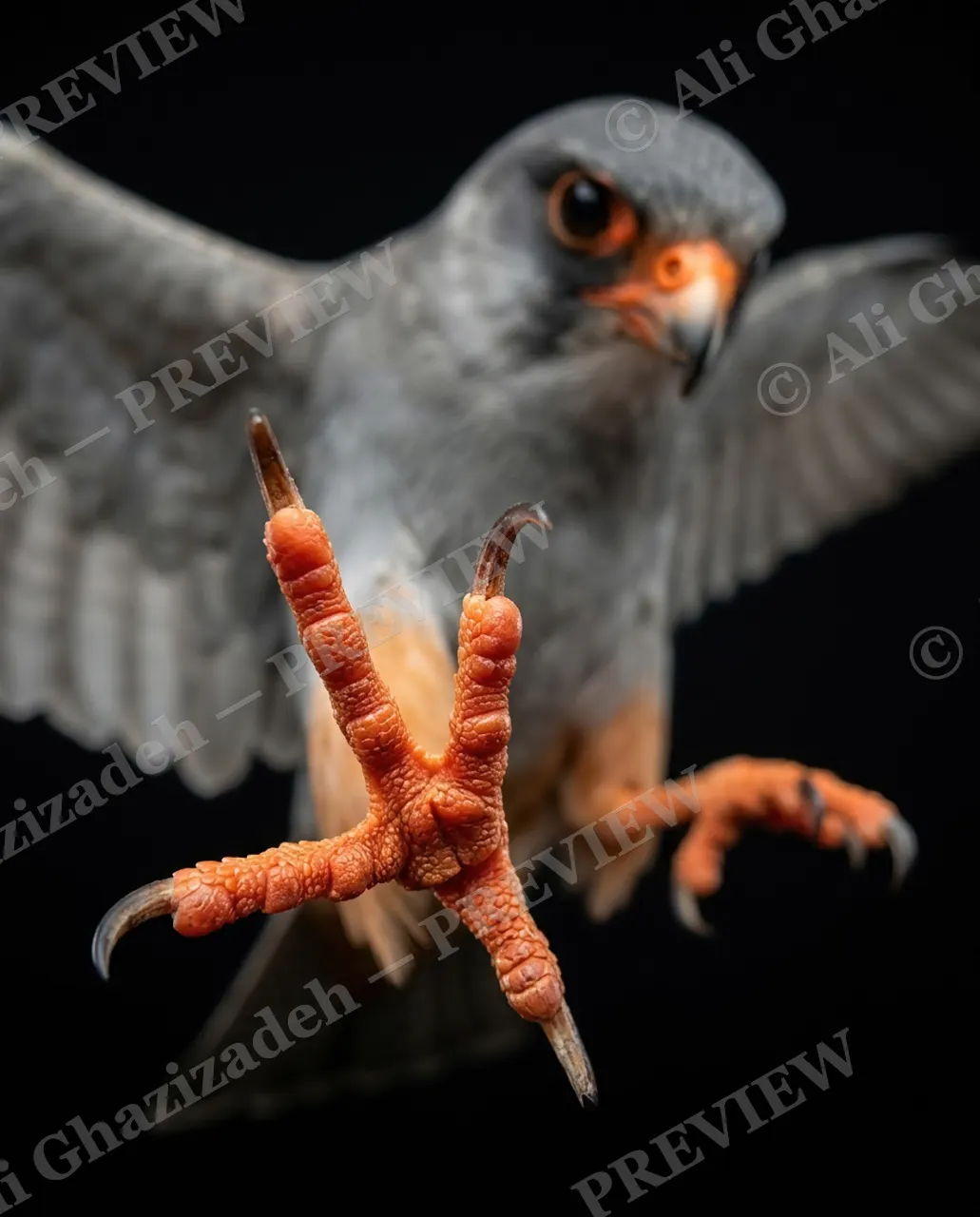 Faces of Prey — Talons Up Close — Peregrine falcon artwork by Ali Ghazizadeh
