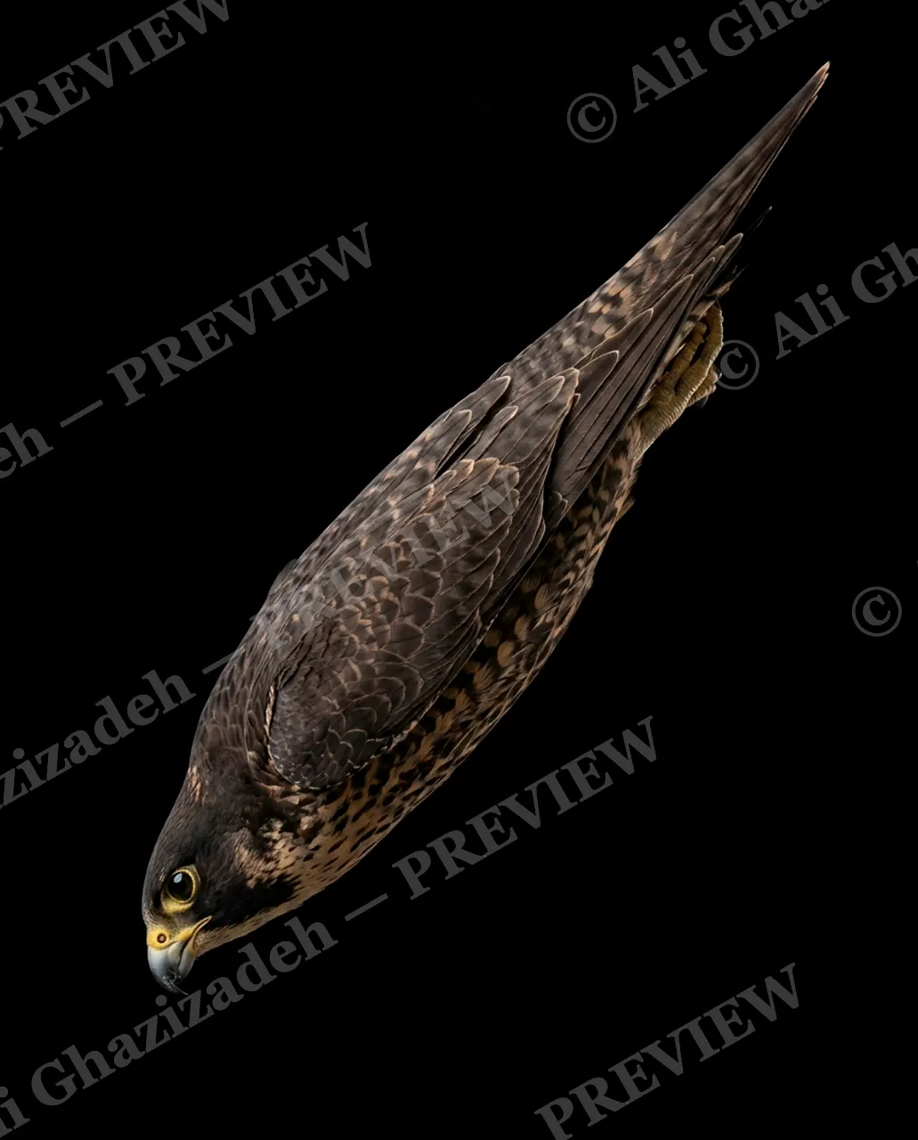 Faces of Prey — The Stoop — Peregrine falcon artwork by Ali Ghazizadeh