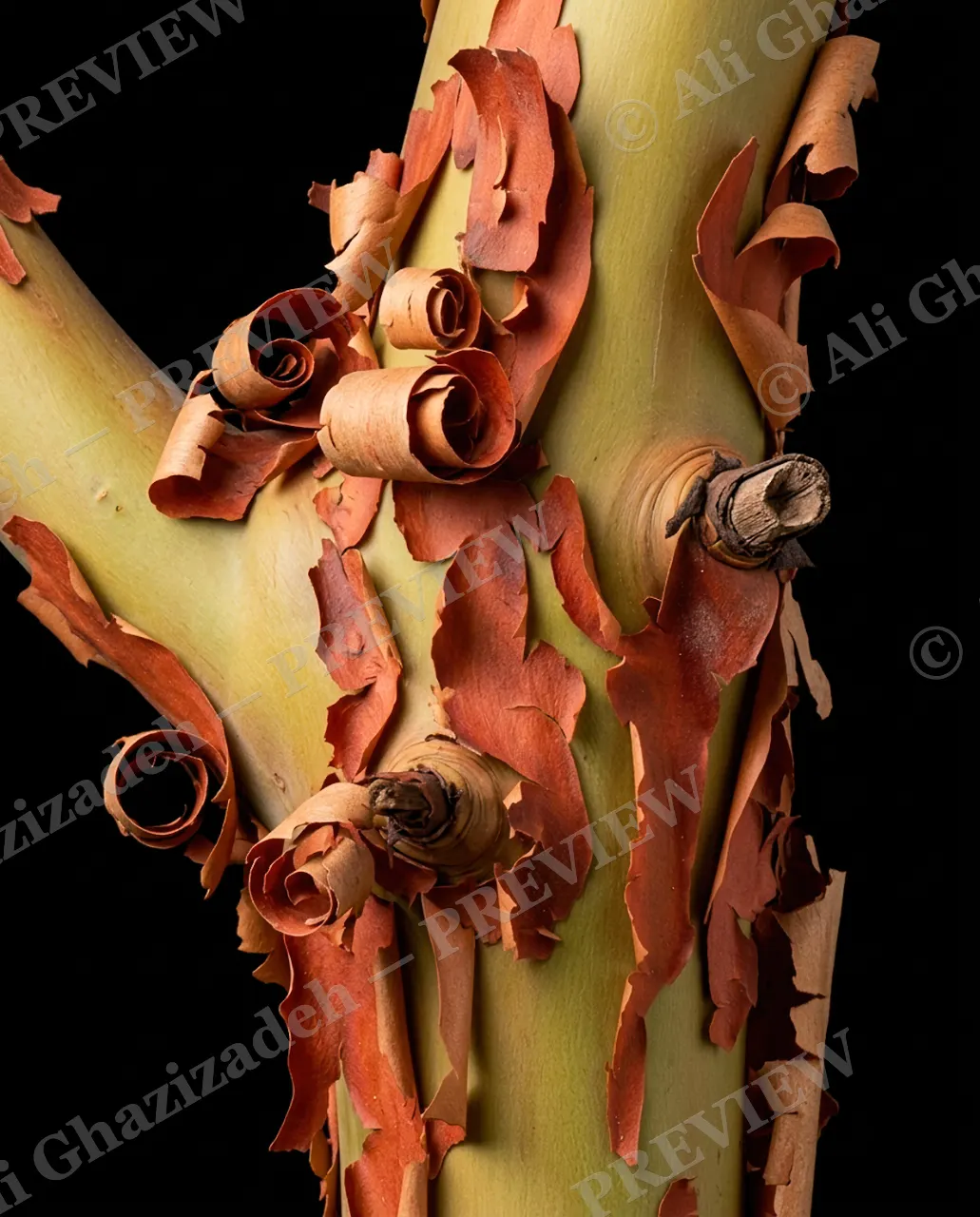 Nature's Paint Job — Curling Bark Ribbons — Tree bark artwork by Ali Ghazizadeh
