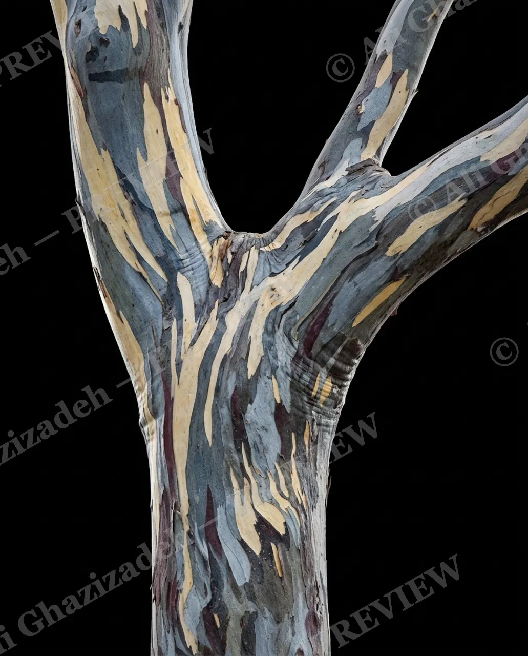 Nature's Paint Job — Marbled Grey Bark — Tree bark artwork by Ali Ghazizadeh