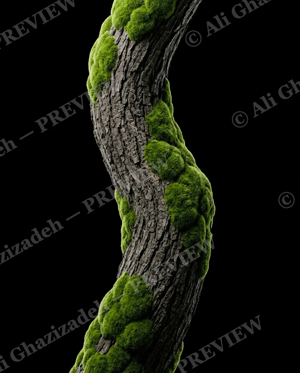 Nature's Paint Job — Moss Dressed Branch — Tree bark artwork by Ali Ghazizadeh