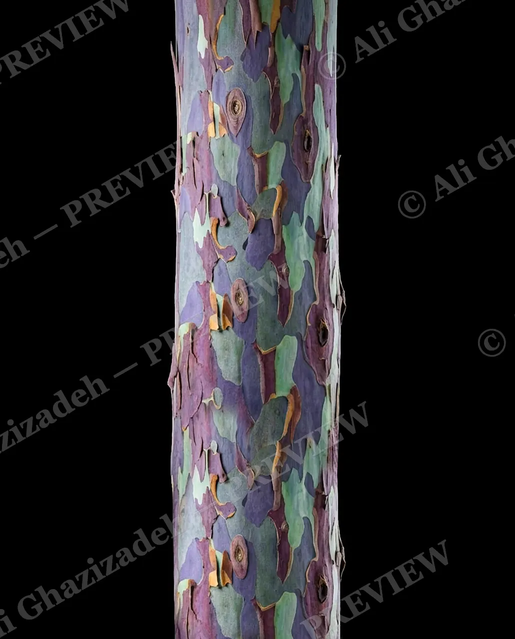 Nature's Paint Job — Painted Trunk Stripes — Tree bark artwork by Ali Ghazizadeh