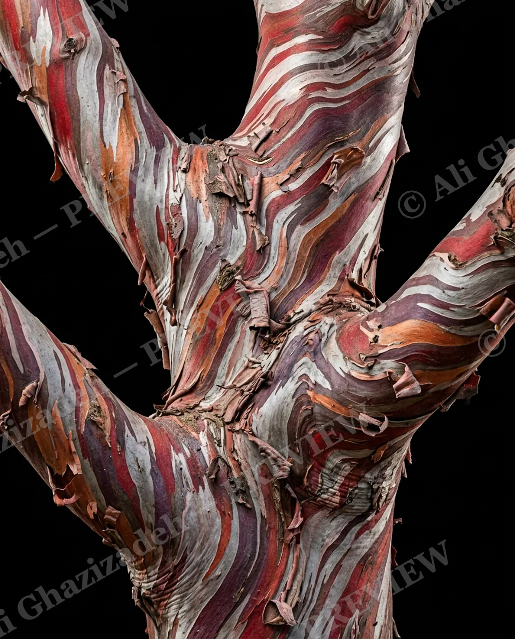 Nature's Paint Job — Sunset Colored Bark — Tree bark artwork by Ali Ghazizadeh