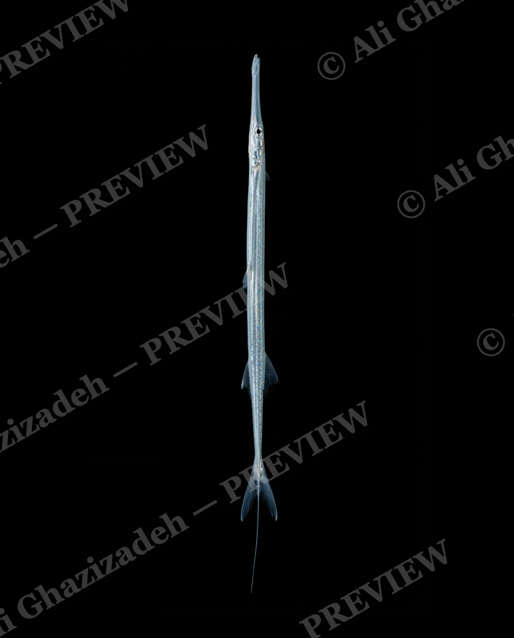 Needlepoint — Silver Thread — Needlefish artwork by Ali Ghazizadeh
