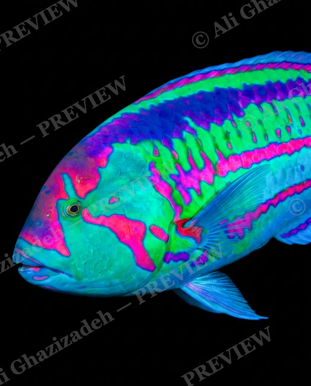 Neon Catch — Electric Portrait — Wrasse artwork by Ali Ghazizadeh