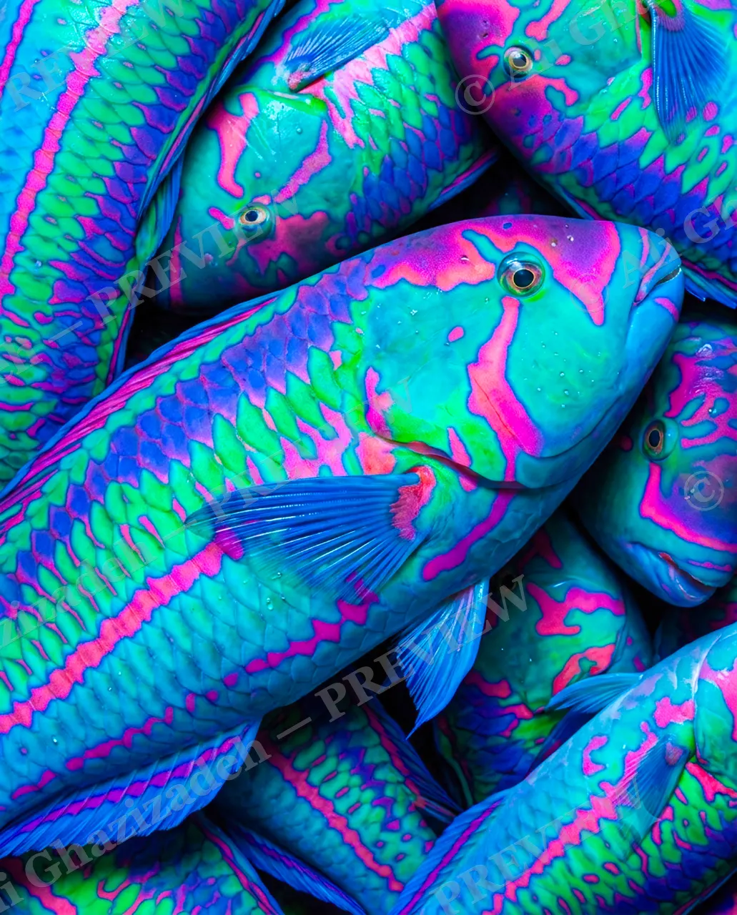Neon Catch — The Whole Haul — Wrasse artwork by Ali Ghazizadeh
