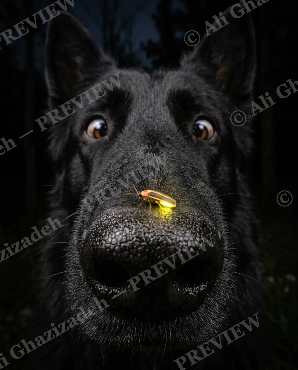 Nightlight — Unexpected Glow — Domestic dog artwork by Ali Ghazizadeh