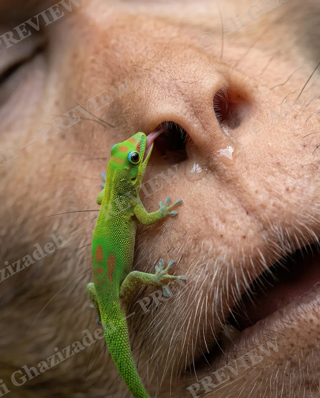 Nose Job — Caught Mid-Lick — Day gecko artwork by Ali Ghazizadeh