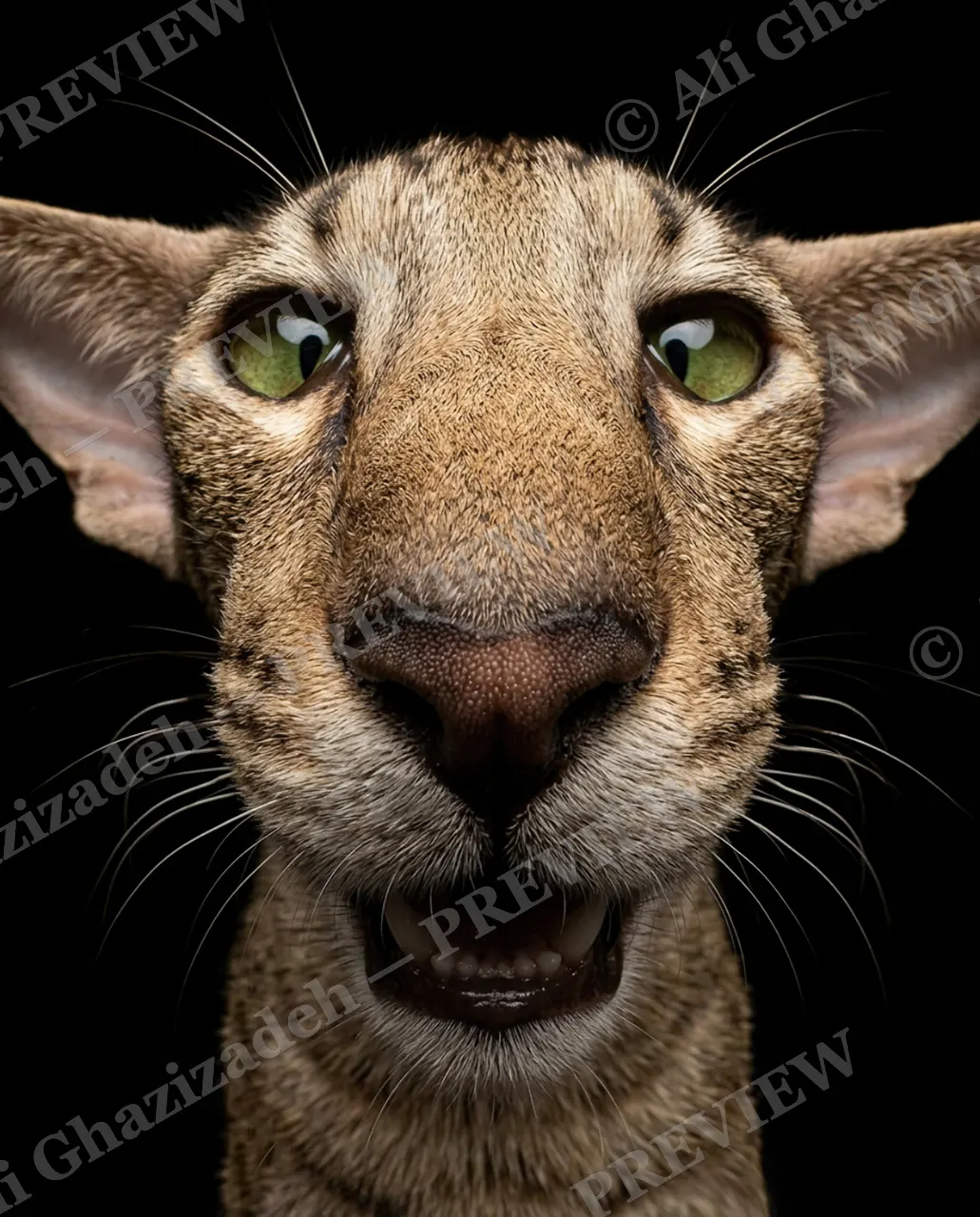 Nose to Meet You — Caught Mid-Meow — Domestic cat artwork by Ali Ghazizadeh