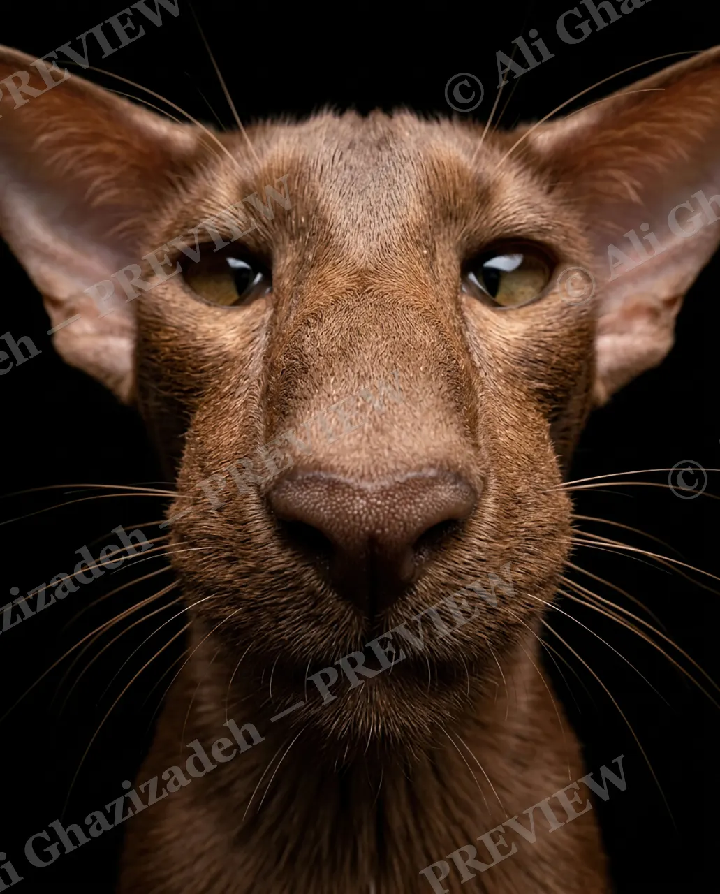 Nose to Meet You — Cool and Collected — Domestic cat artwork by Ali Ghazizadeh