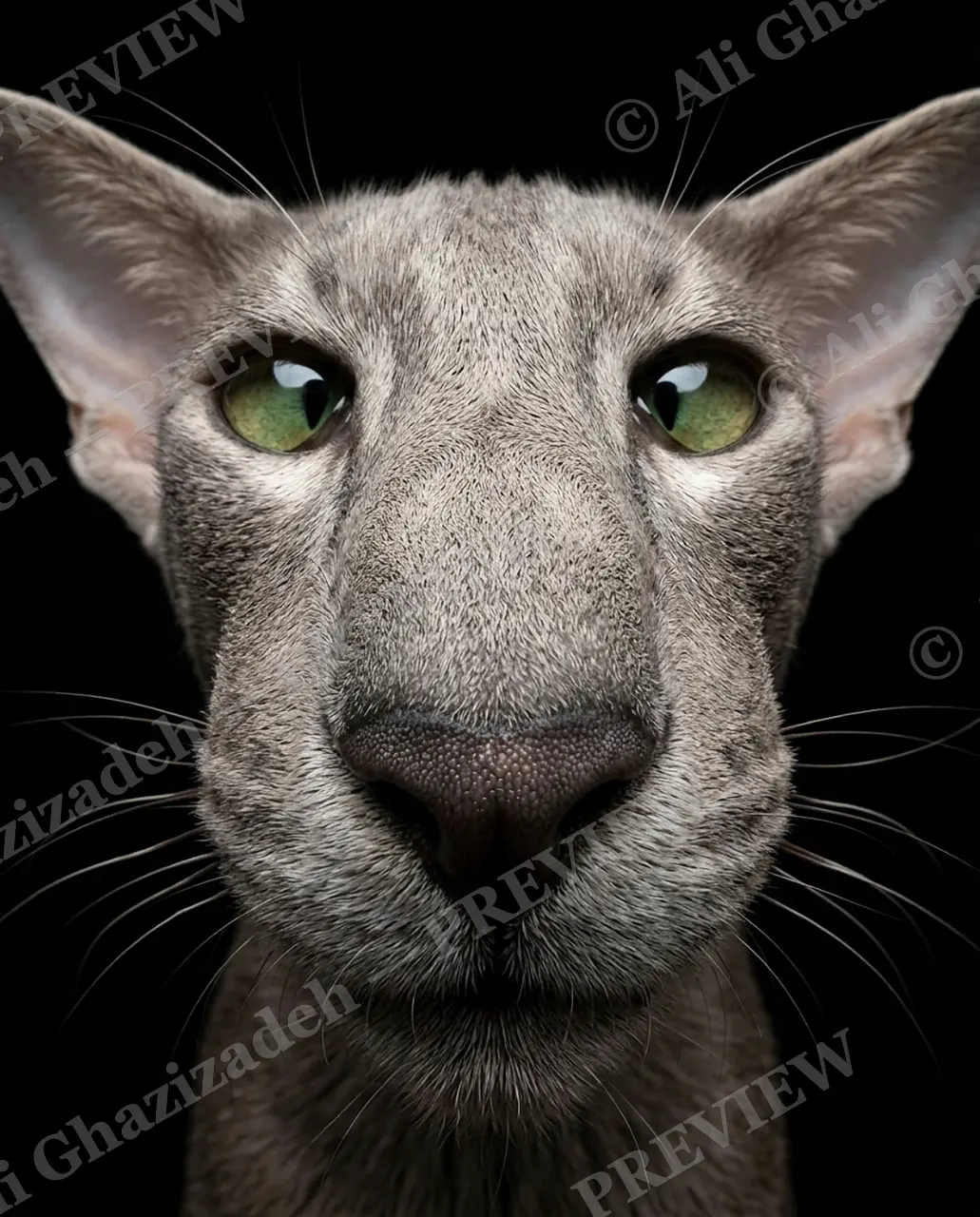 Nose to Meet You — The Steady Gaze — Domestic cat artwork by Ali Ghazizadeh