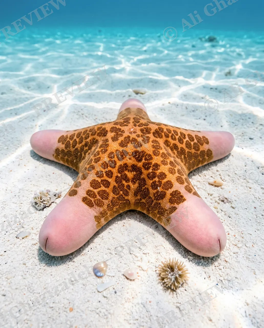 Not What It Looks Like — The Full Reveal — Starfish artwork by Ali Ghazizadeh