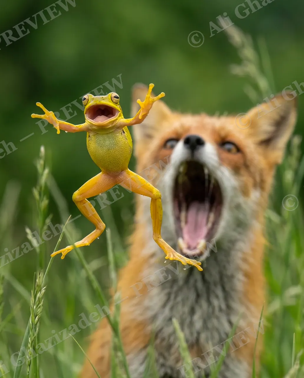 Peace Offering — The Great Escape — Red fox artwork by Ali Ghazizadeh