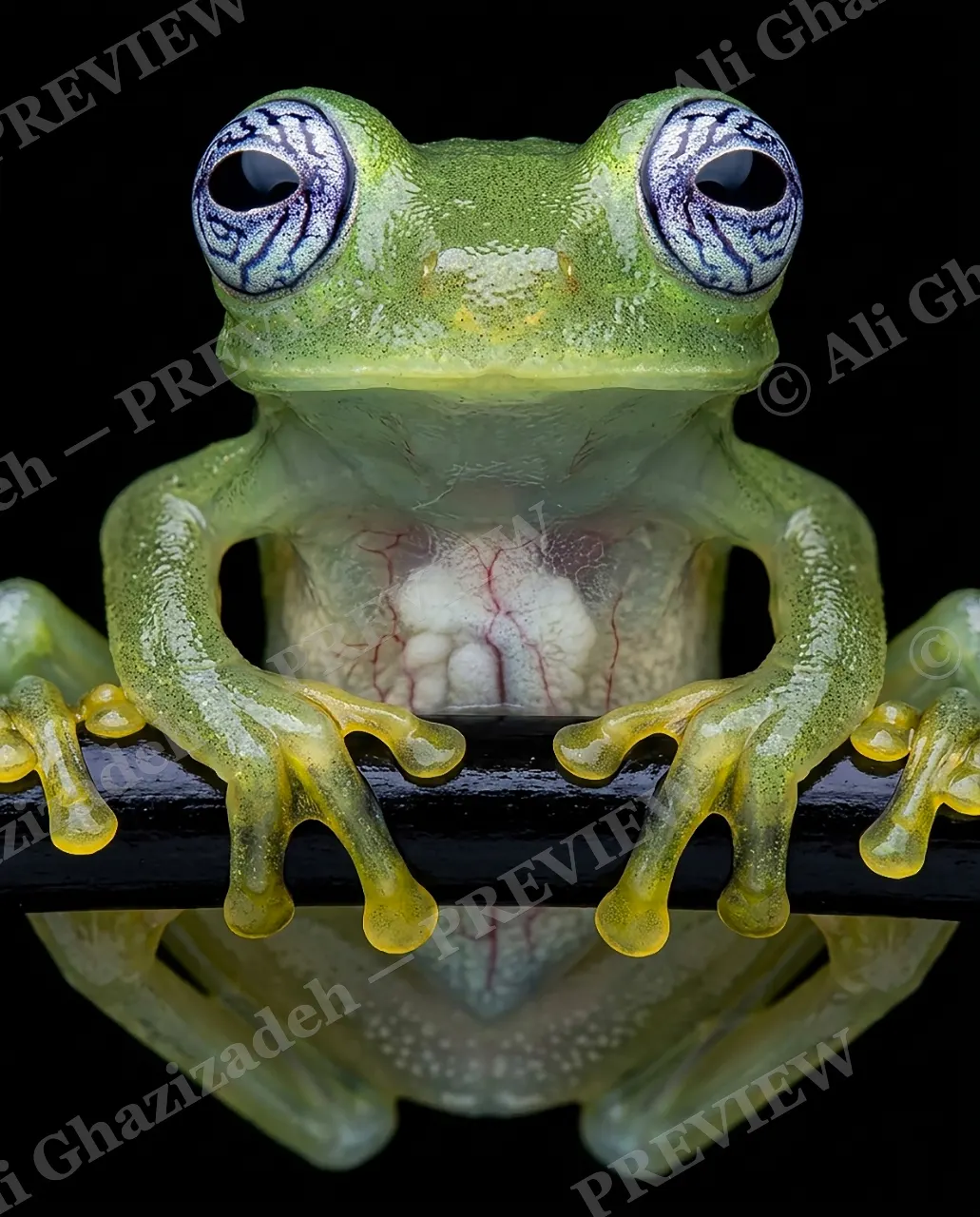 Nothing to Hide — The Full Picture — Glass frog artwork by Ali Ghazizadeh