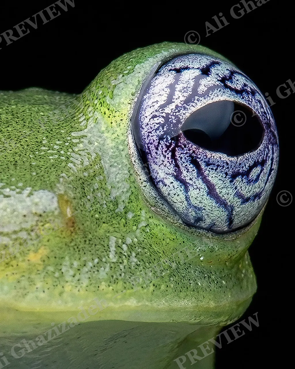 Nothing to Hide — Nothing Left to Hide — Glass frog artwork by Ali Ghazizadeh