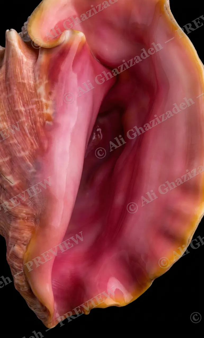 Ocean's Ear — Curious Pink Fold — Whelk artwork by Ali Ghazizadeh
