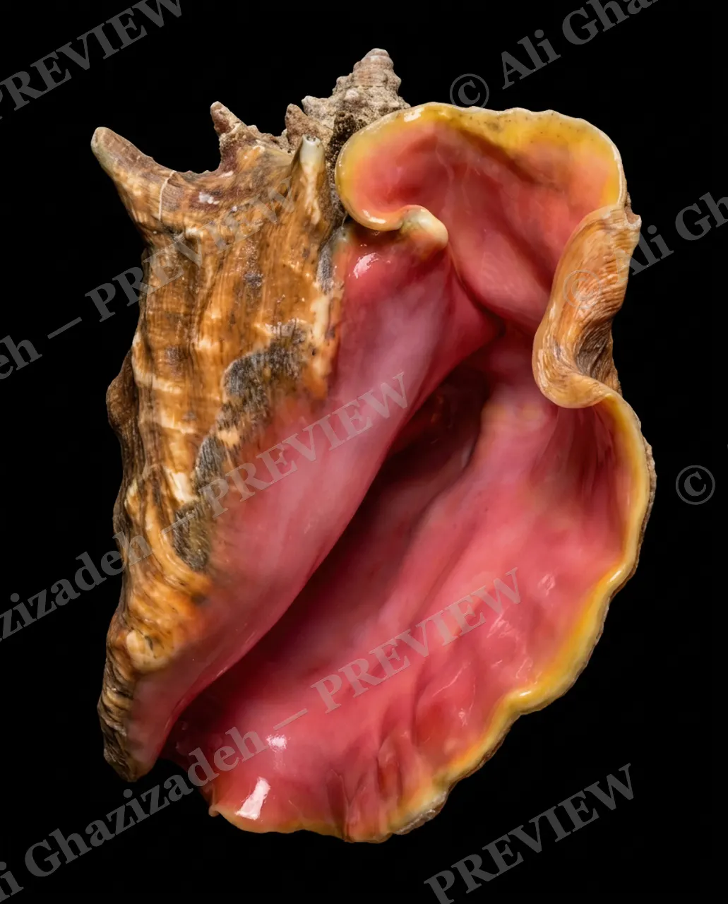 Ocean's Ear — The Whole Shell — Whelk artwork by Ali Ghazizadeh