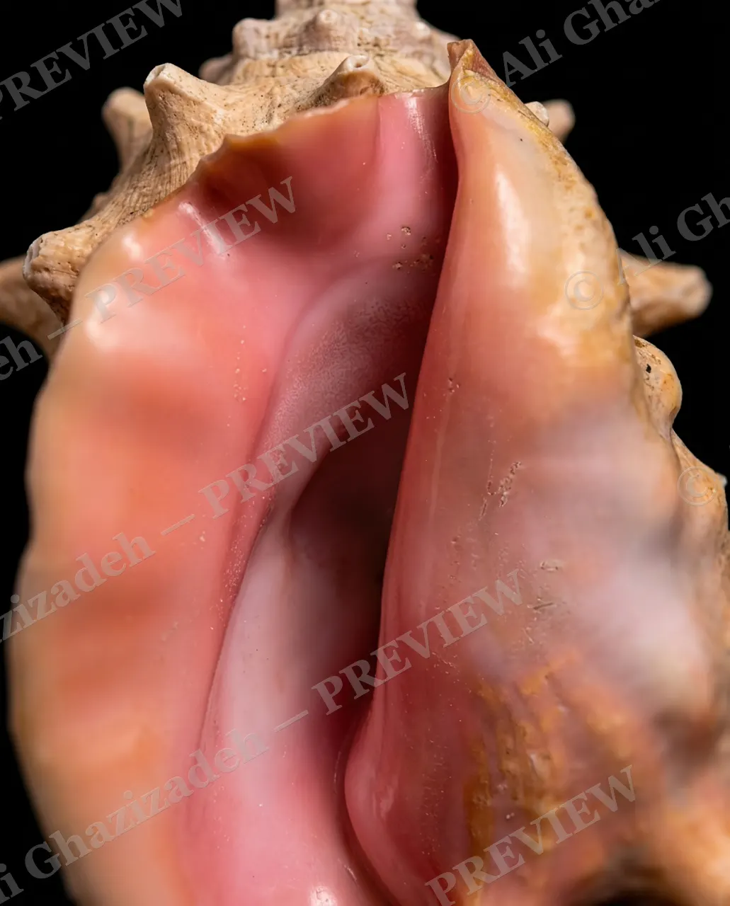 Ocean's Ear — Twin Lips Meet — Whelk artwork by Ali Ghazizadeh