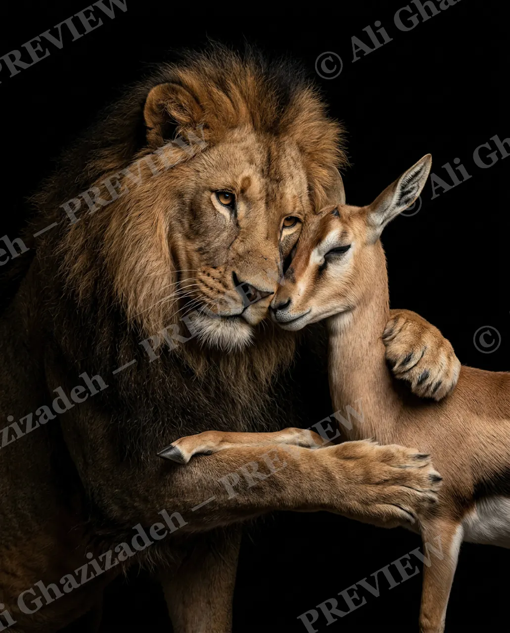 Off the Menu — Held, Not Hunted — Lion artwork by Ali Ghazizadeh