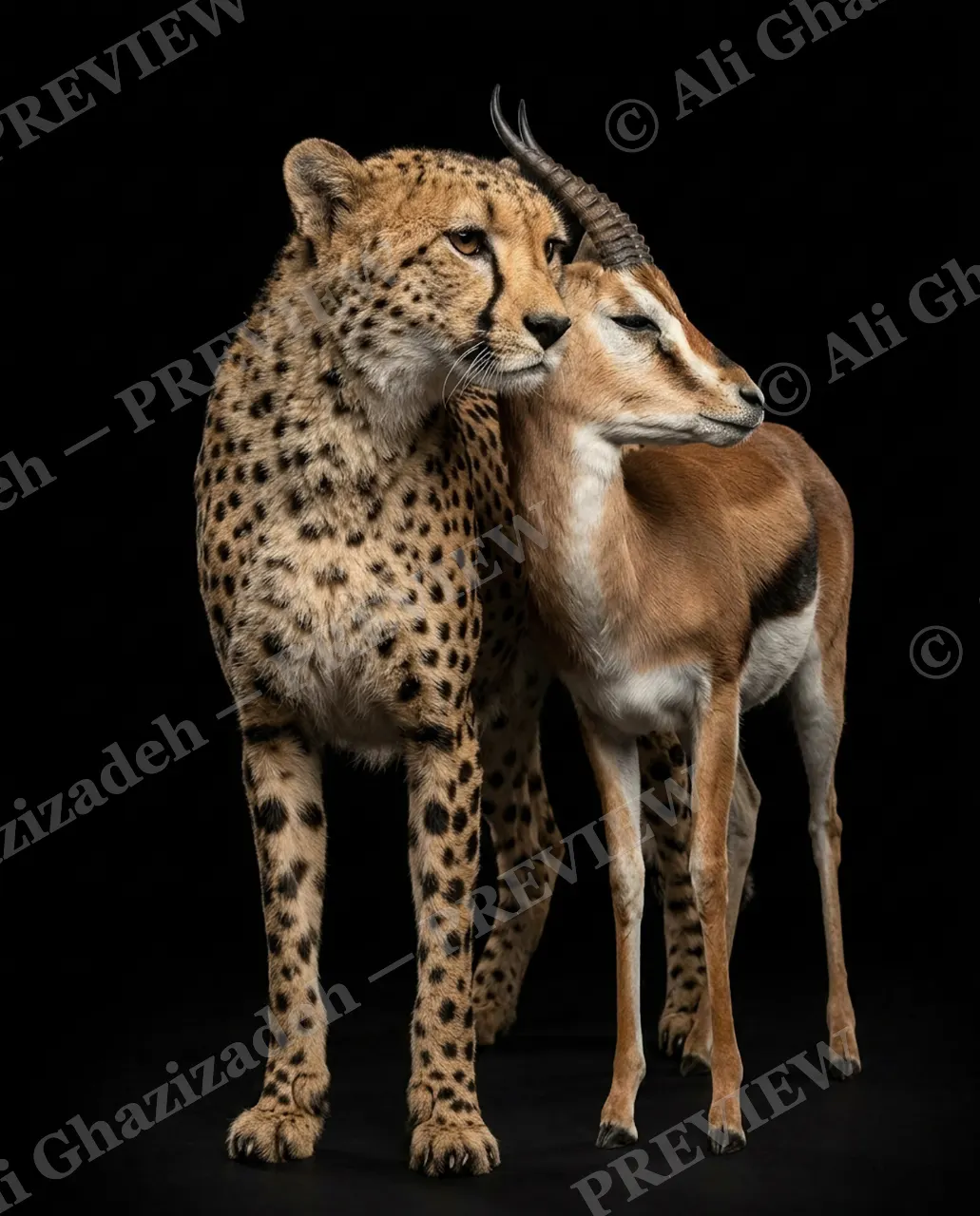 Off the Menu — Side by Side — Lion artwork by Ali Ghazizadeh