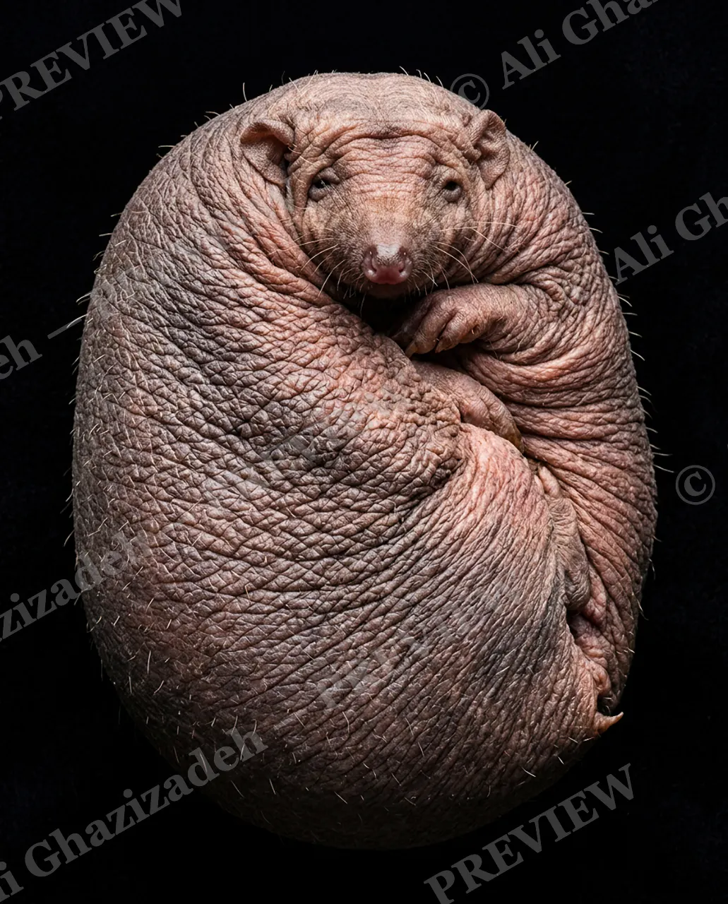 Naked Truth — Fully Wrapped Up — Naked mole-rat artwork by Ali Ghazizadeh