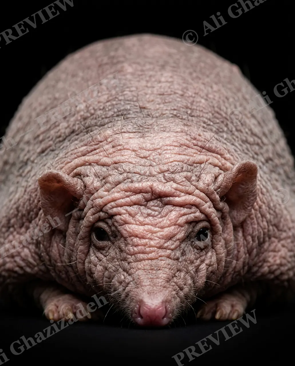 Naked Truth — Peeking Over Paws — Naked mole-rat artwork by Ali Ghazizadeh