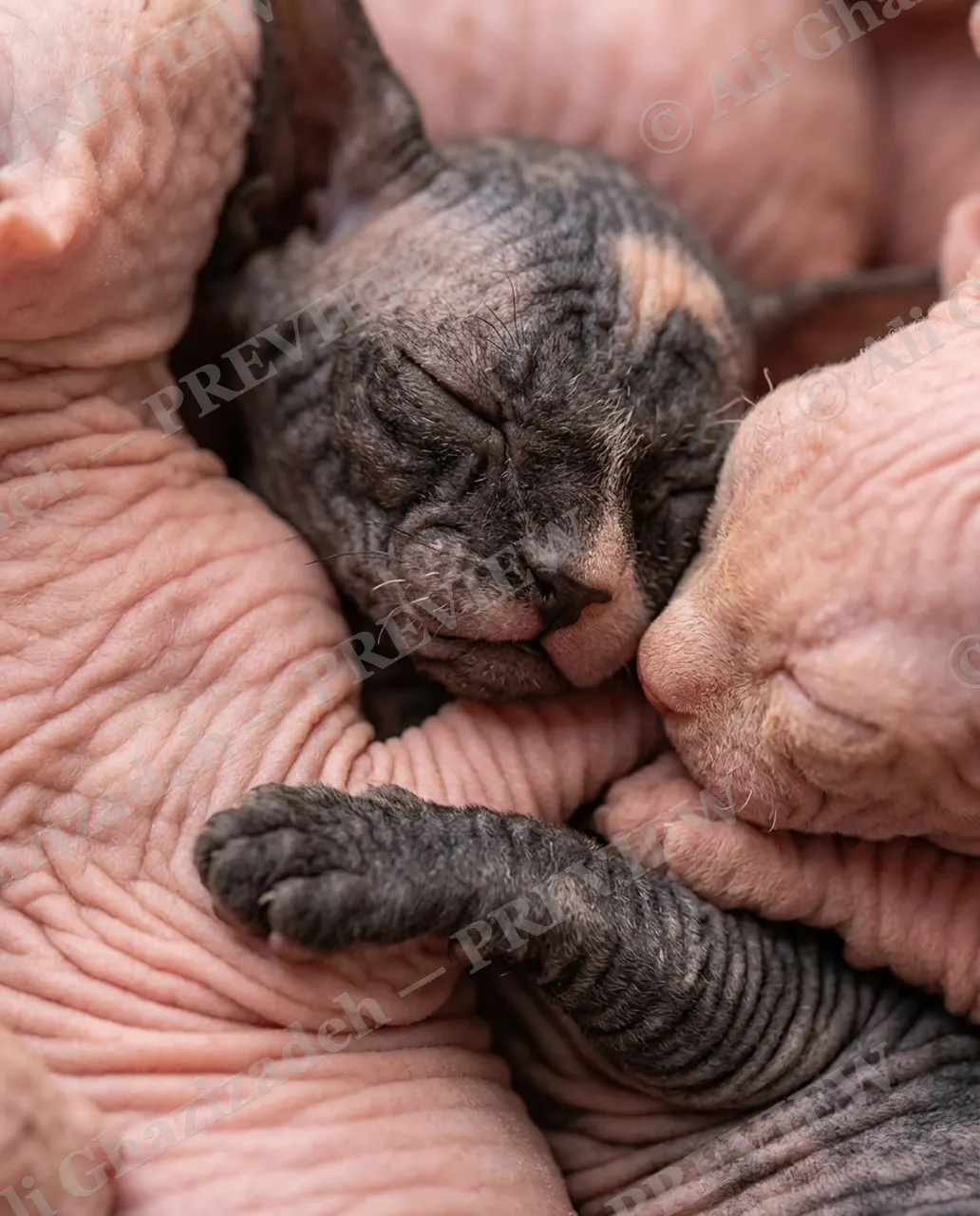 The Odd One Out — Caught Napping — Domestic cat artwork by Ali Ghazizadeh
