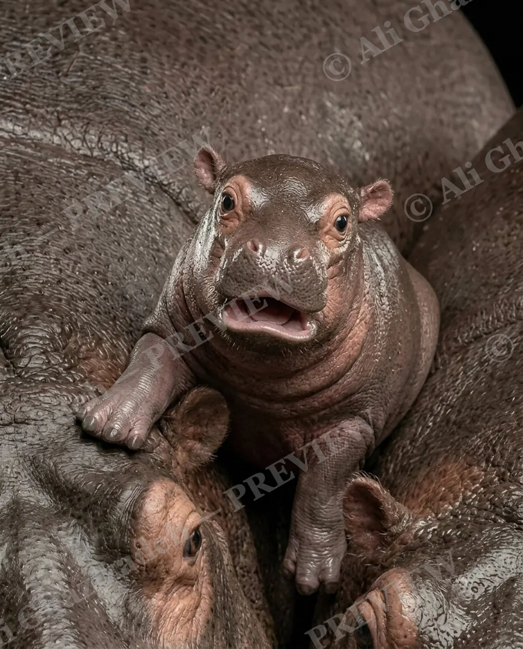 All Mouth, No Bite — Center of Attention — Hippopotamus artwork by Ali Ghazizadeh