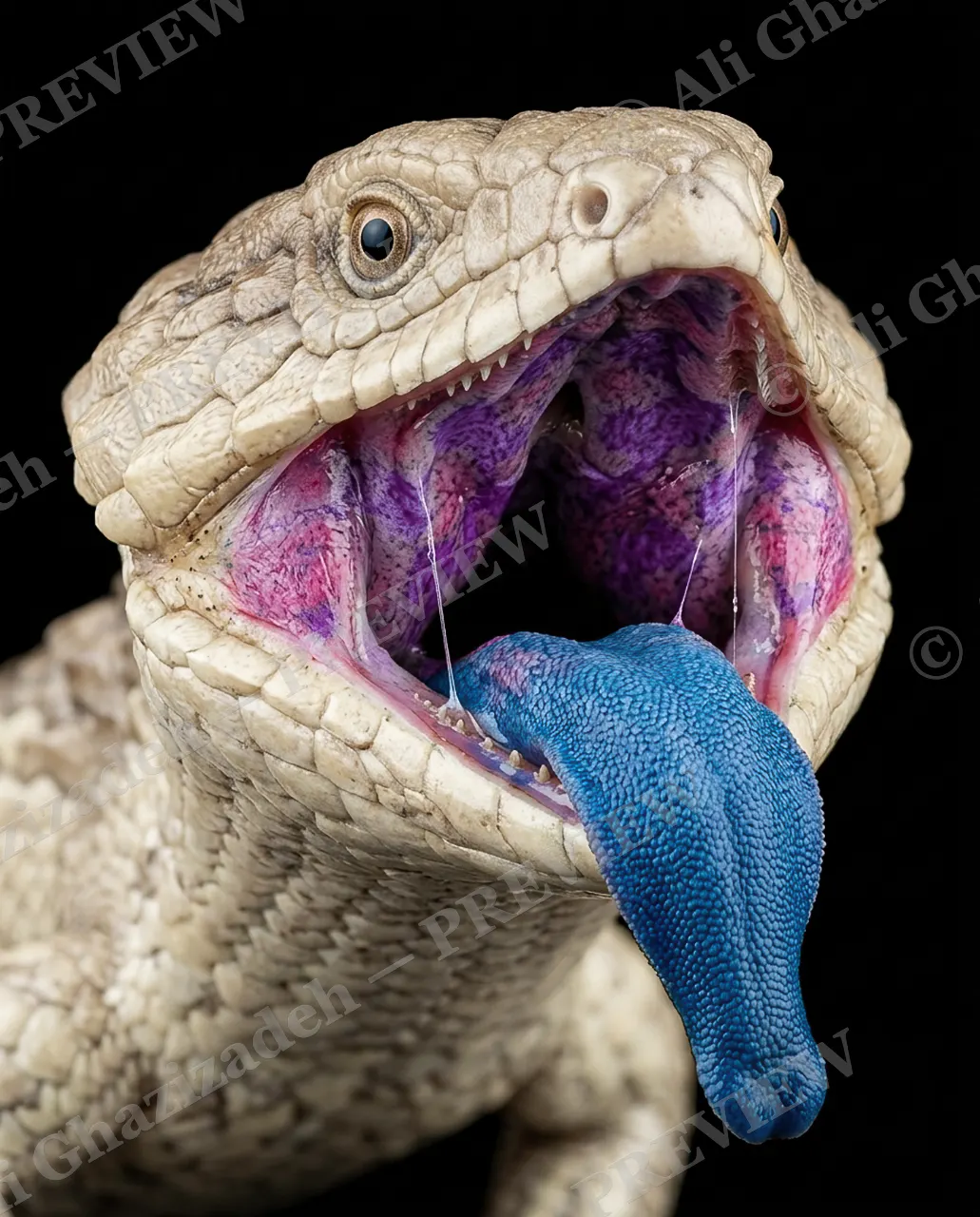 Open Mic Night — Blue Tongue Out — Gecko artwork by Ali Ghazizadeh