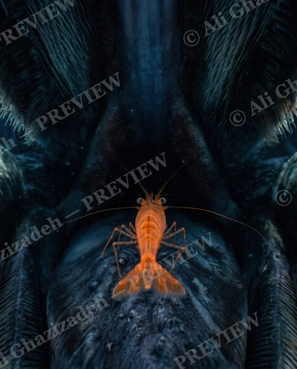 Open Wide — Deeper Down — Cleaner shrimp artwork by Ali Ghazizadeh