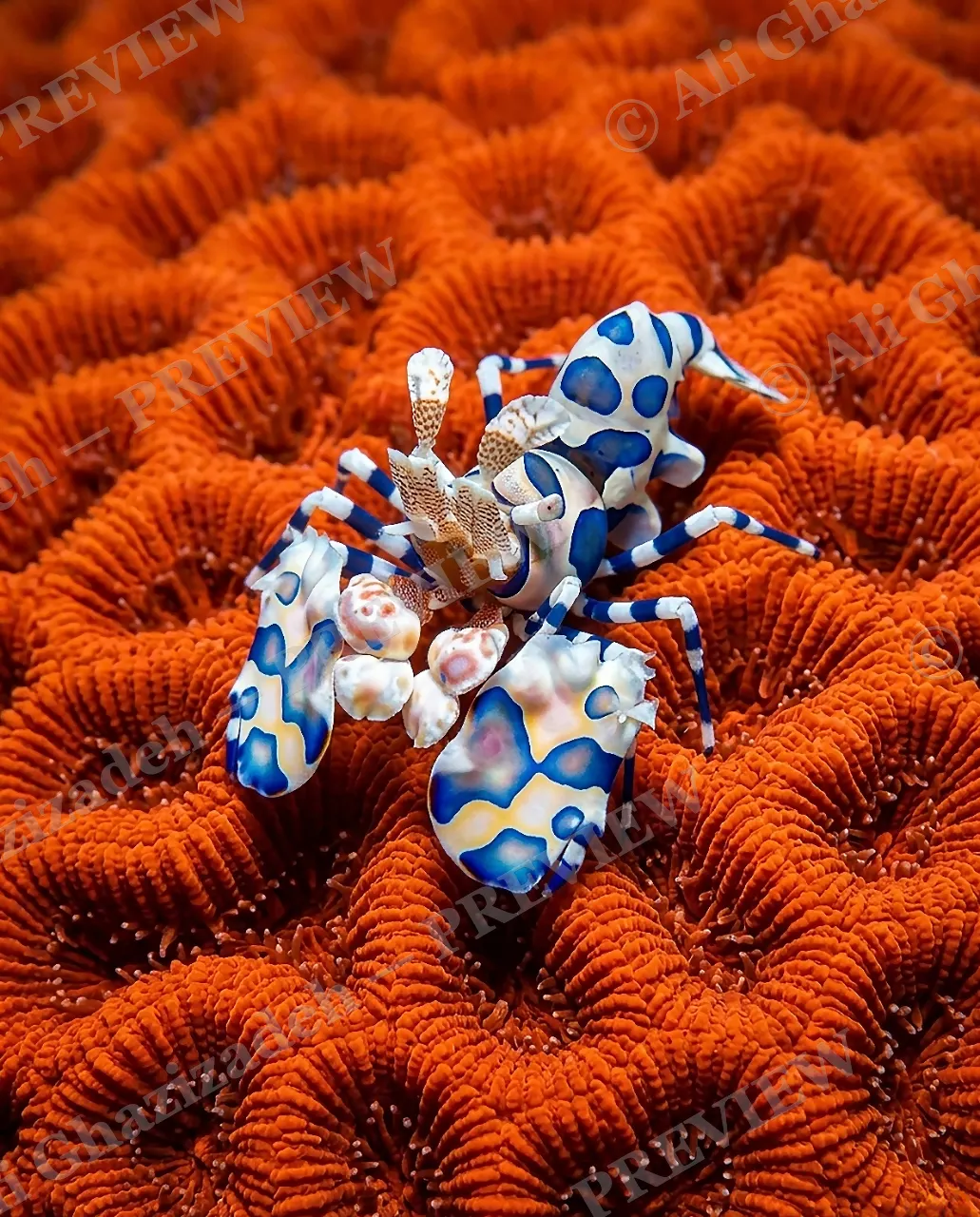 Opposites Attract — The Blue One — Shrimp artwork by Ali Ghazizadeh