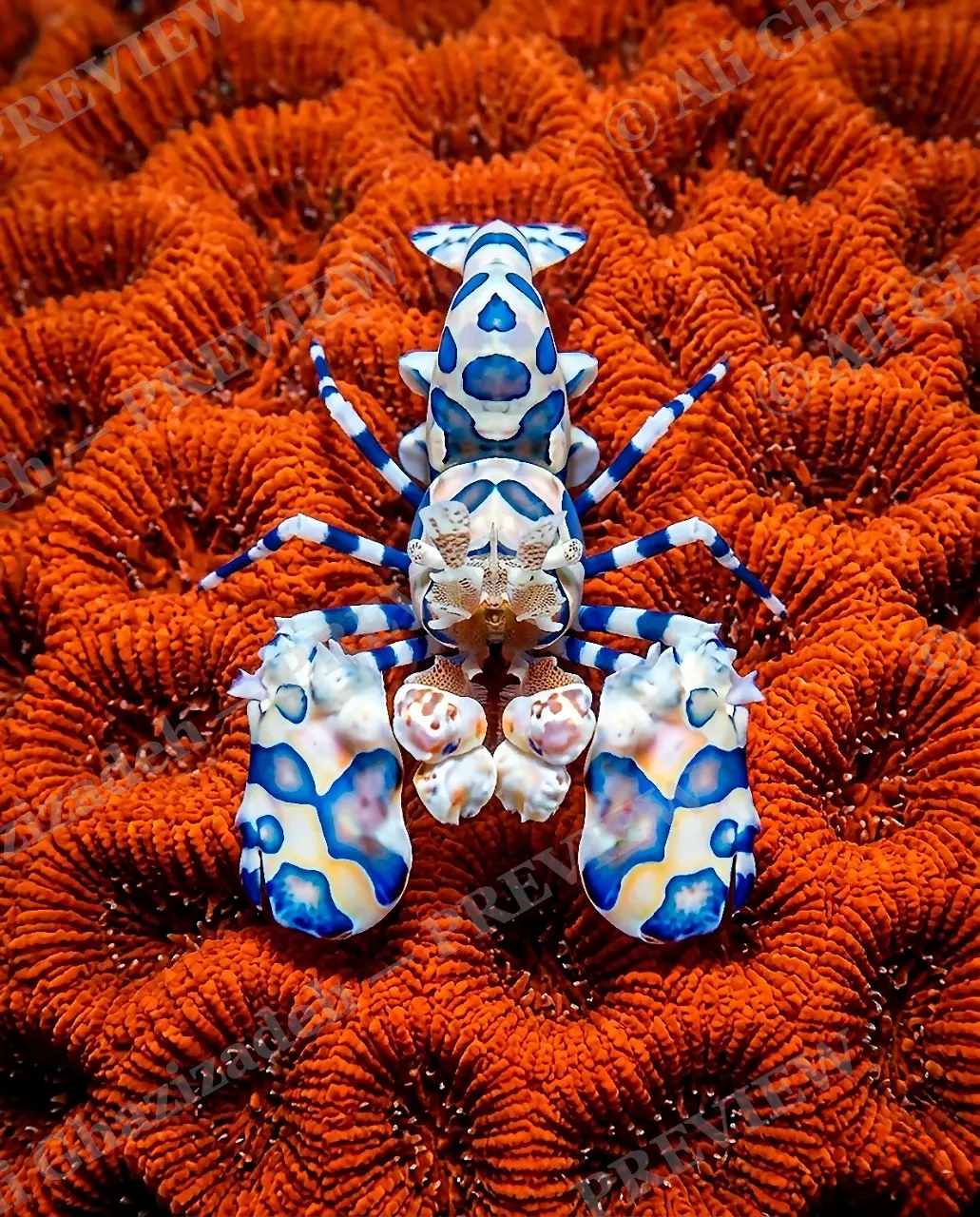Opposites Attract — Perfect Symmetry — Shrimp artwork by Ali Ghazizadeh