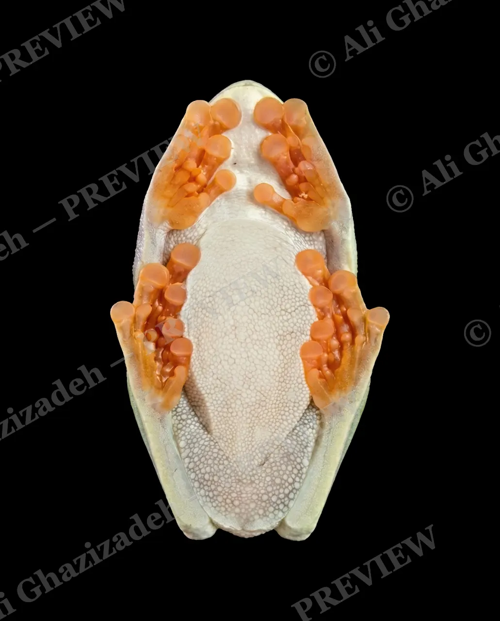 Orange Alert — The Orange Reveal — Flying frog artwork by Ali Ghazizadeh