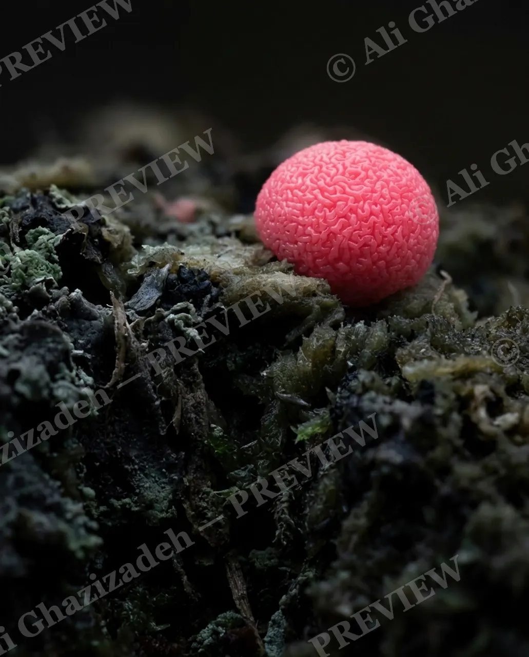 Out of Its Depth — Something Doesn't Belong — Brain coral artwork by Ali Ghazizadeh