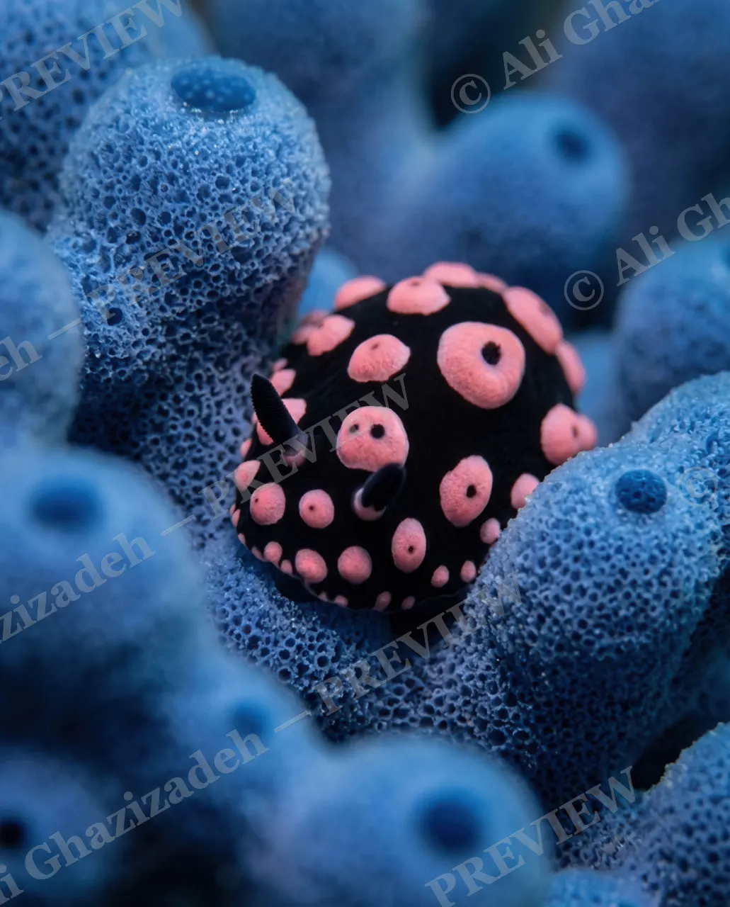 Out of the Blue — Hiding in Plain Sight — Nudibranch artwork by Ali Ghazizadeh