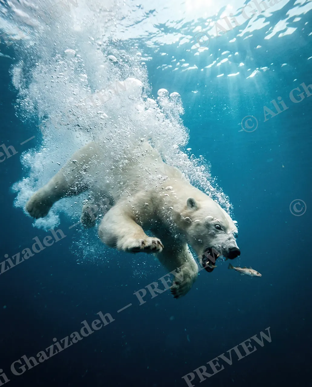Cold Snap — The Dive — Polar bear artwork by Ali Ghazizadeh