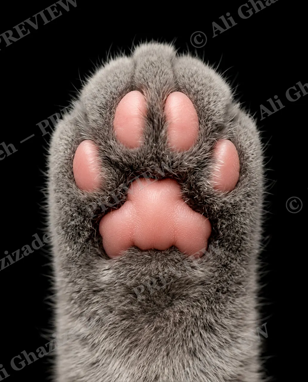 Paw Palette — Blue Steel — Domestic cat artwork by Ali Ghazizadeh