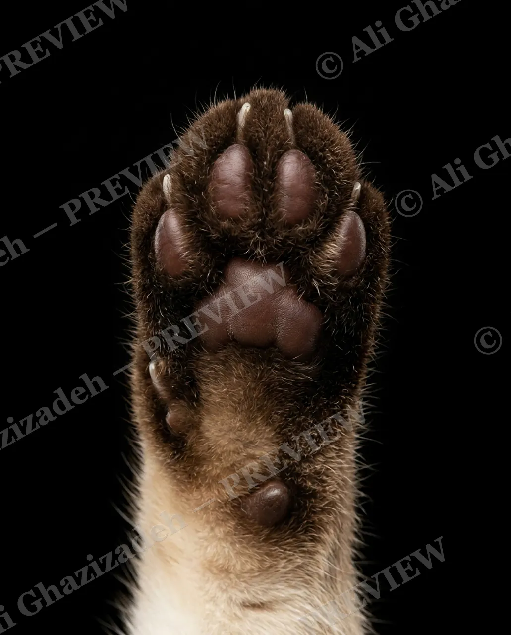 Paw Palette — Chocolate Point — Domestic cat artwork by Ali Ghazizadeh