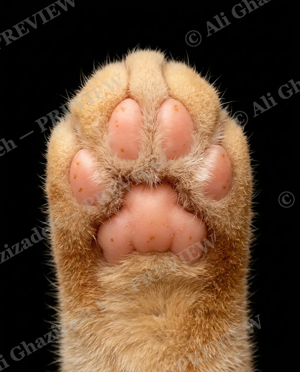 Paw Palette — Ginger Snap — Domestic cat artwork by Ali Ghazizadeh