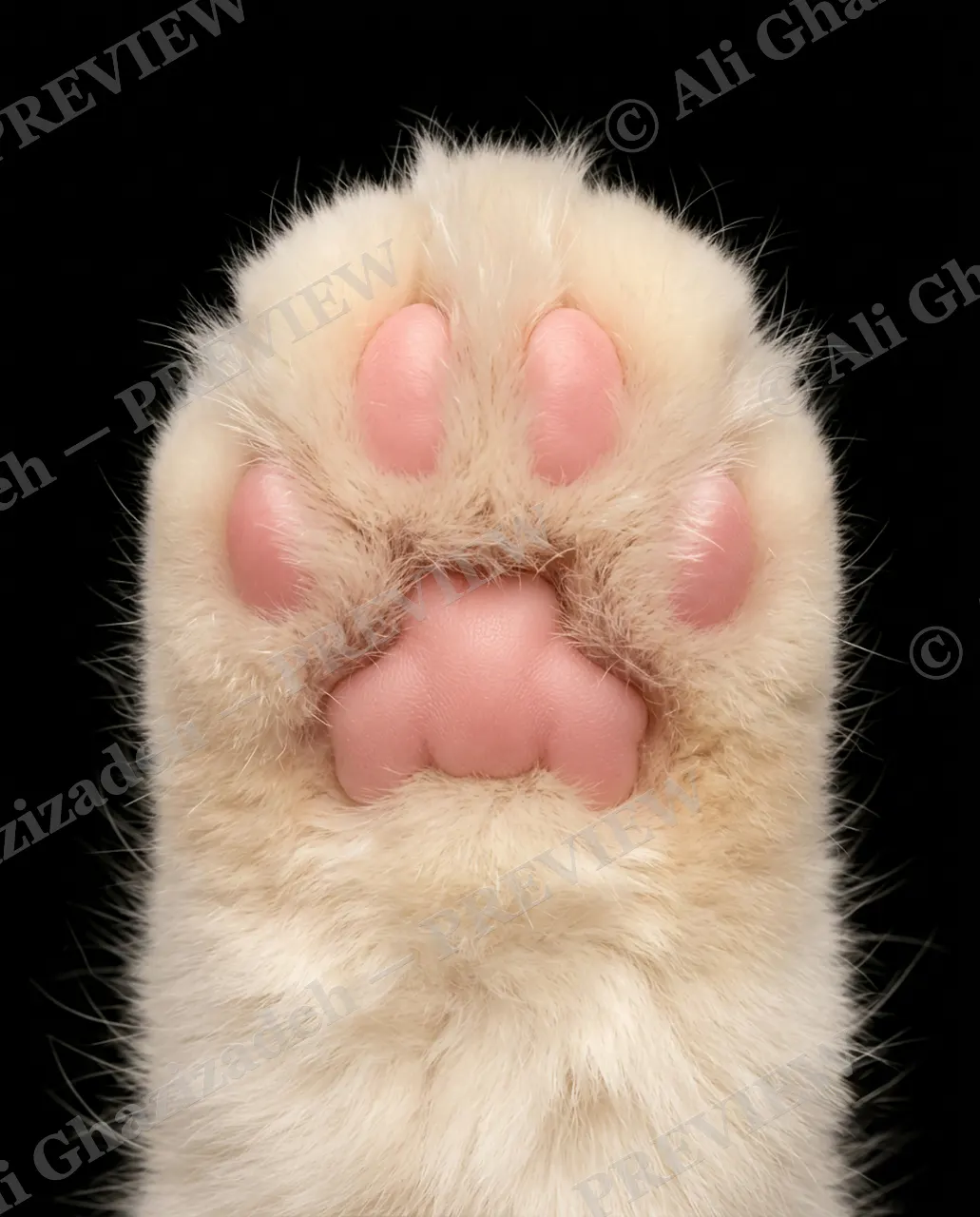 Paw Palette — Cream Dream — Domestic cat artwork by Ali Ghazizadeh