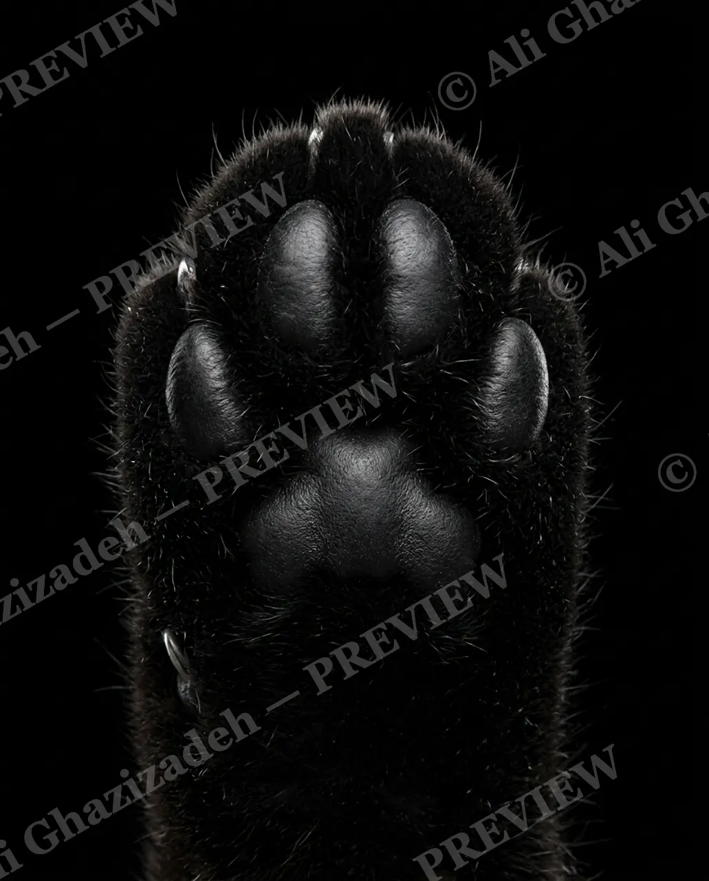 Paw Palette — Midnight Paw — Domestic cat artwork by Ali Ghazizadeh