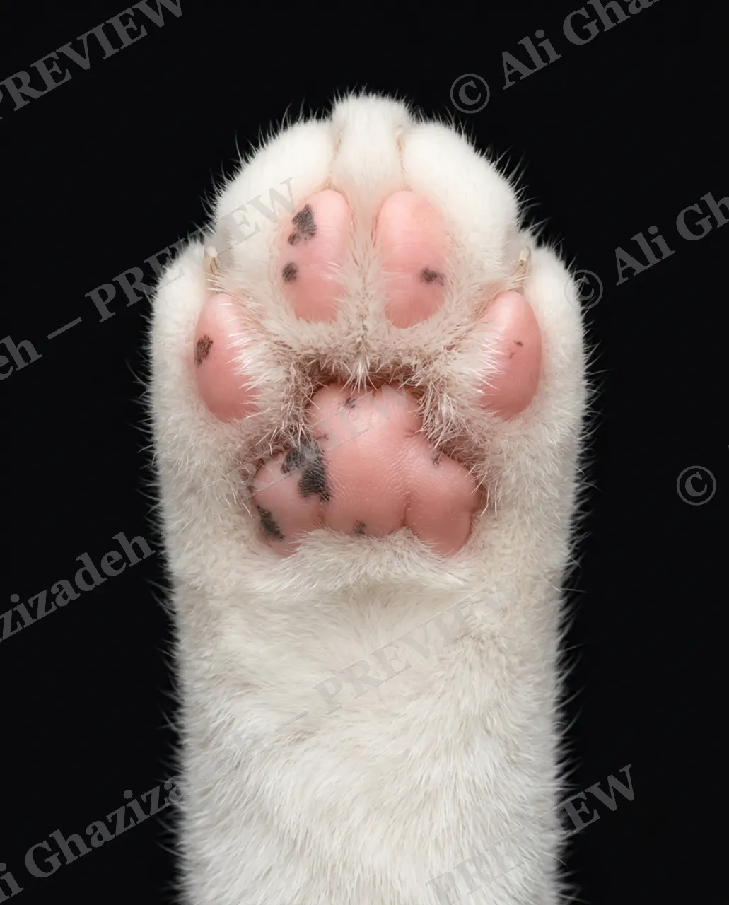 Paw Palette — Polka Dot Paw — Domestic cat artwork by Ali Ghazizadeh