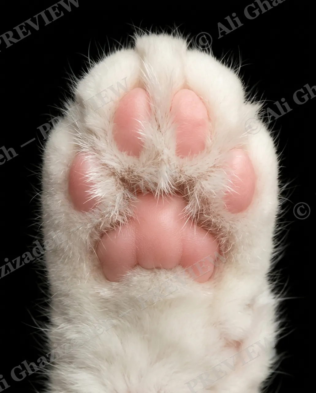 Paw Palette — Pure Snow — Domestic cat artwork by Ali Ghazizadeh