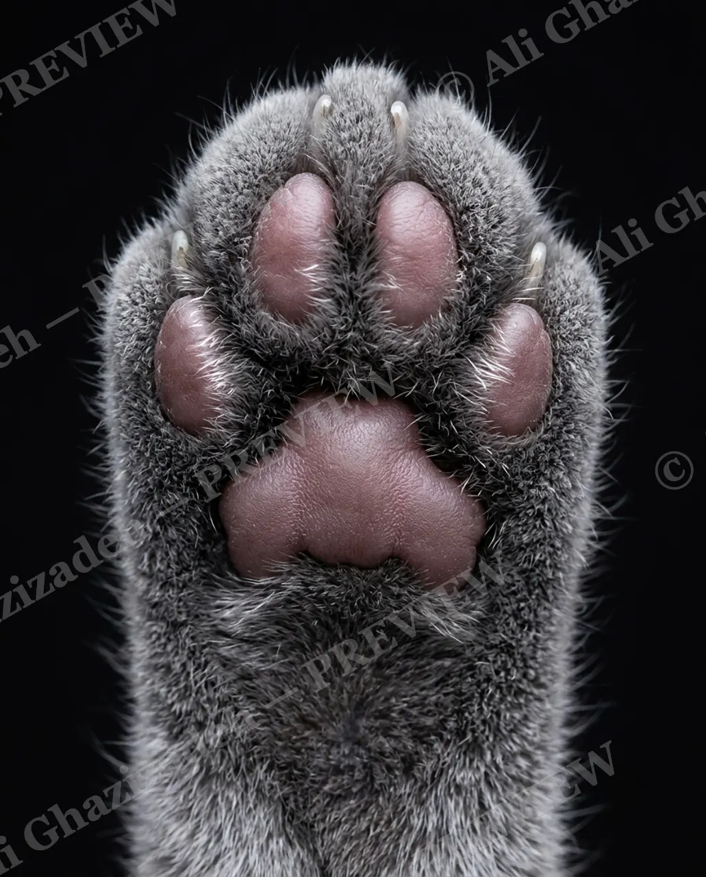 Paw Palette — Silver Lining — Domestic cat artwork by Ali Ghazizadeh