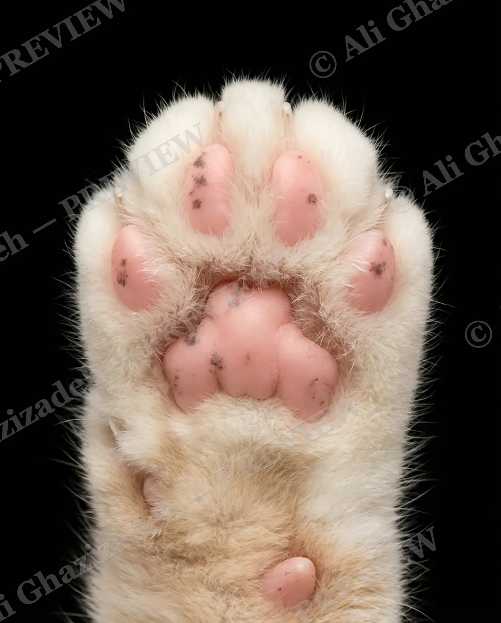 Paw Palette — Snow Freckles — Domestic cat artwork by Ali Ghazizadeh