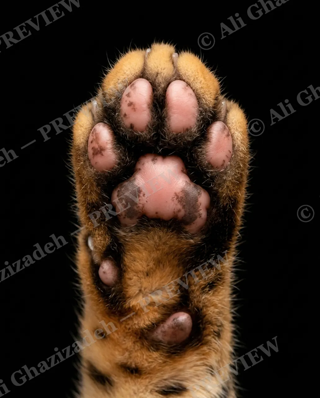 Paw Palette — Spotted Trouble — Domestic cat artwork by Ali Ghazizadeh