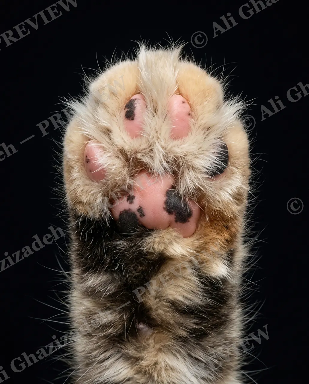 Paw Palette — Tabby Print — Domestic cat artwork by Ali Ghazizadeh
