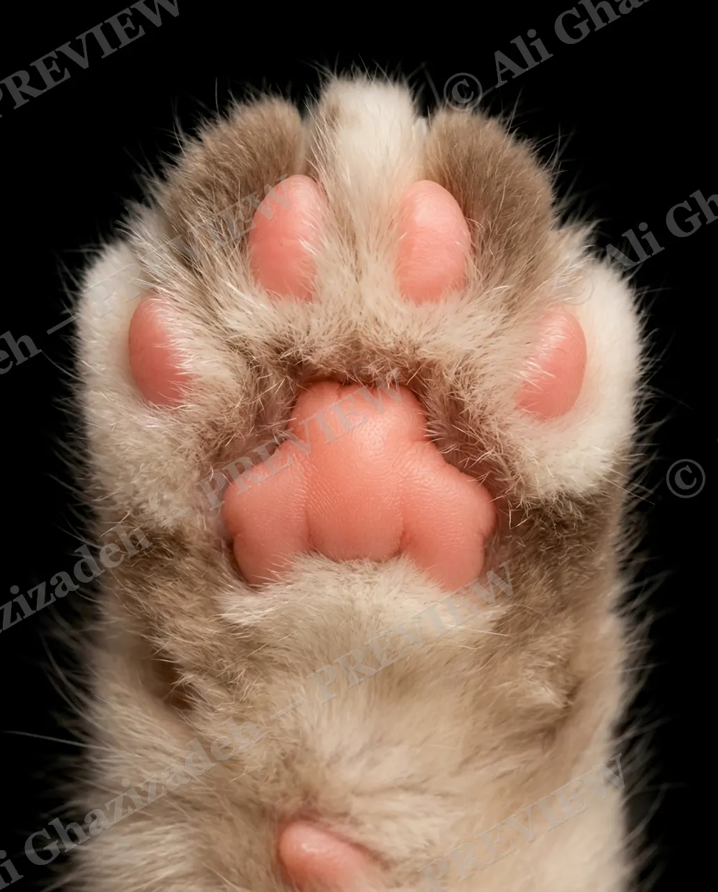 Paw Palette — Toffee Toes — Domestic cat artwork by Ali Ghazizadeh