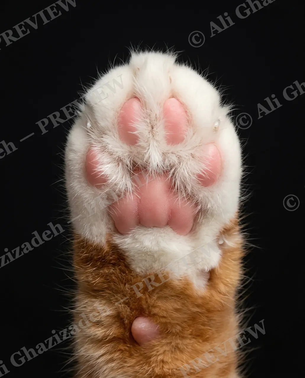 Paw Palette — Two-Tone Toes — Domestic cat artwork by Ali Ghazizadeh