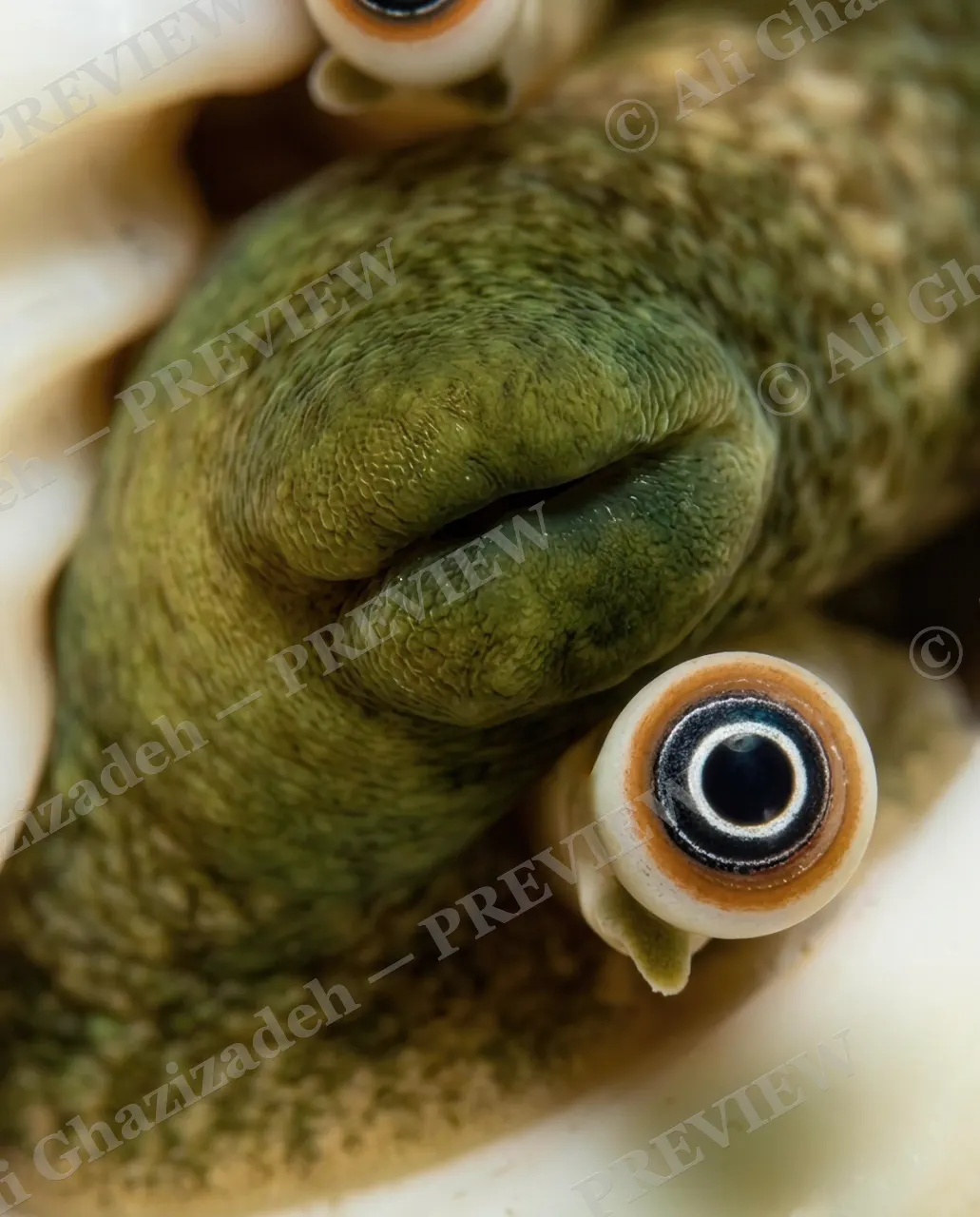 On the Lookout — Face to Face — Whelk artwork by Ali Ghazizadeh